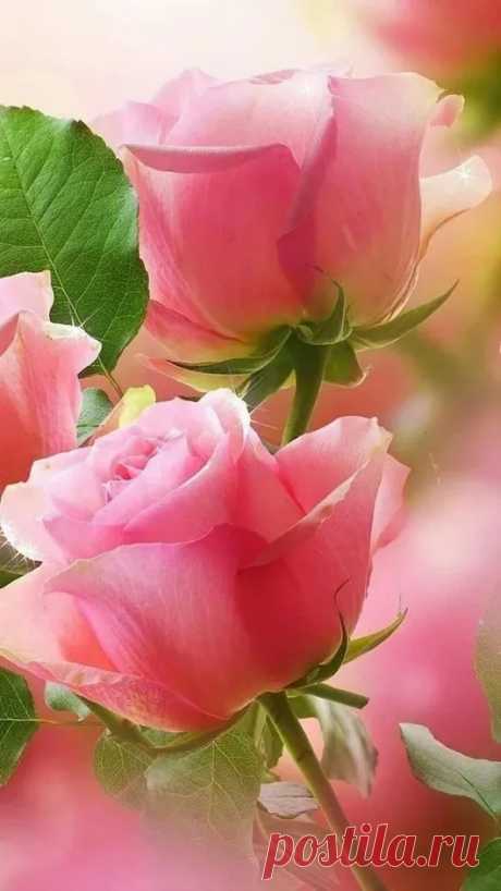 mara mara - Google+