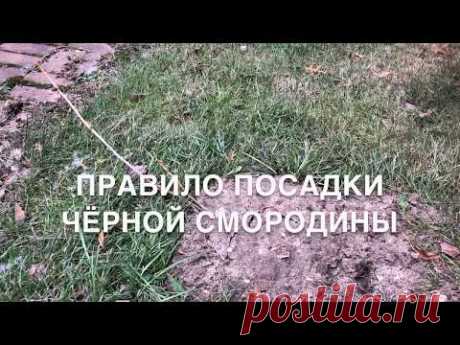 Посадка чёрной смородины