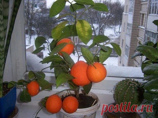 Как вырастить мандарин из косточки в домашних условиях. Инструкция.