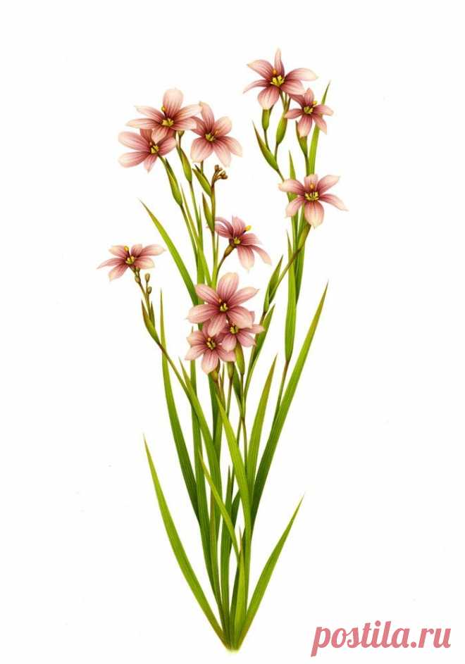 花卉 植物 插画 By Irene Laschi－堆糖，美好生活研究所