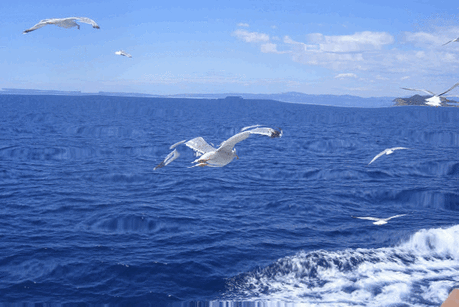 Солнце опустилось в море,
В воде лучами, задрожав.
Не может быть на свете боли,
Когда прекрасен так закат.

Не может быть болезней, слёз,
Тяжёлых расставаний, горя.
Когда свободен птиц полёт,
Парящих высоко над морем.

Не может быть потерь навек,
Нет места ненависти, злобе.
Когда искрится звёздный свет,
Глазами, отражаясь в море.

Не может быть вражды, войны,
Жизнь наполняется покоем.
Когда из розовой зари,
Встаёт рассвет над синим морем.