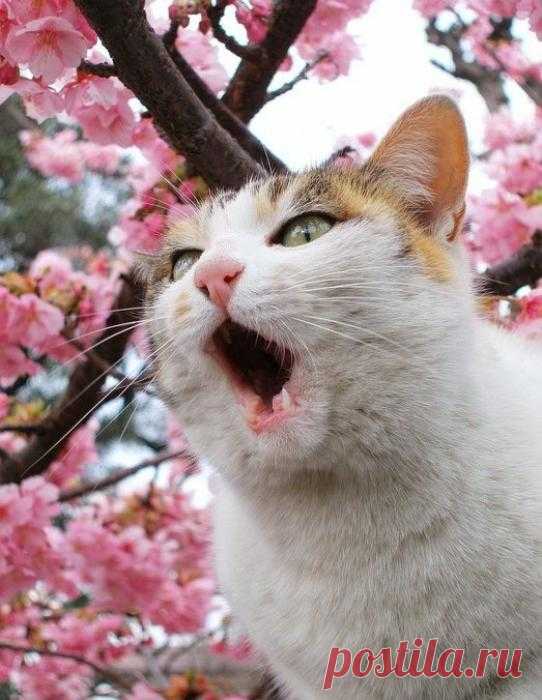 Весенний мяв
