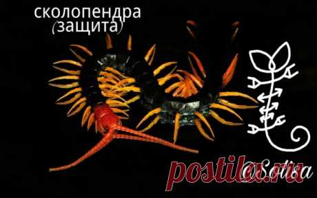 Сколопендра - мюнд &quot;Сколопендра&quot;.