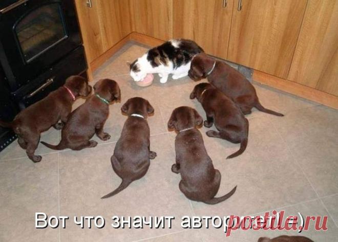 Кошки и собаки. Подборка смешных фотографий Прикольные фото кошек с собаками.





  
 






 
 
 





  
 






 
 
 
 





  
 






 
 
 





  
 






 
 
 





  
 






 
 
 





  
 






 
 
 





  
 






 
 
 





  
 
…