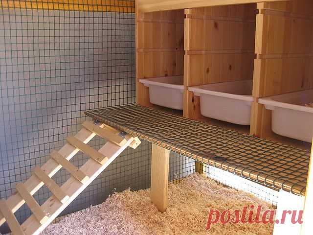 Курятники на даче своими руками: фото и особенности строительства