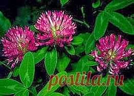 Клевер уймет кашель | Друг пенсионера
Летом я выезжаю на заготовку лекарствен­ных растений. Просто отъезжаю подальше от города, от крупных магистралей и соби­раю то, что попадает­ся под руку: зверо­бой, тысячелистник, ромашку и т.д.