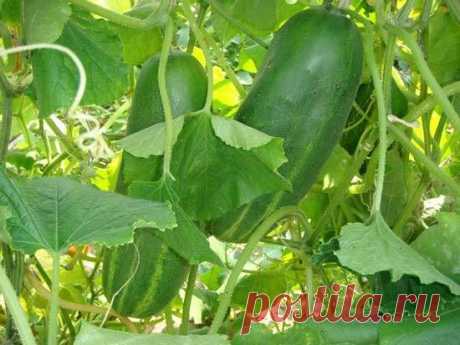 Полив огурцов в теплице: рекомендации опытных садоводов | parnik-teplitsa.ru