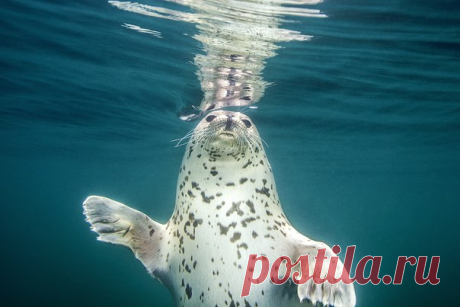 «Ищу друзей». Тюлень передает привет и желает вам хорошего воскресенья. Автор фото – Андрей Сидоров: