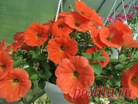 Петуния - хвастаемся цветущими растениями - Страница 16 - Форум цветоводов Фрау Флора