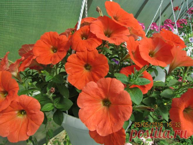 Петуния - хвастаемся цветущими растениями - Страница 16 - Форум цветоводов Фрау Флора