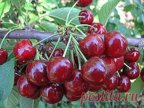 (50) Одноклассники