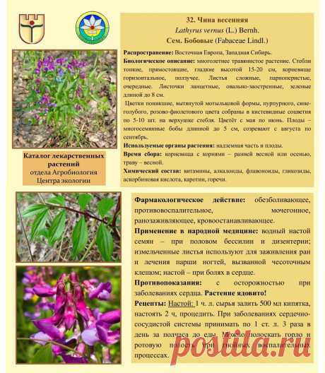 Чина весенняя
