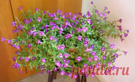 Растение бровалия | Дача, дом