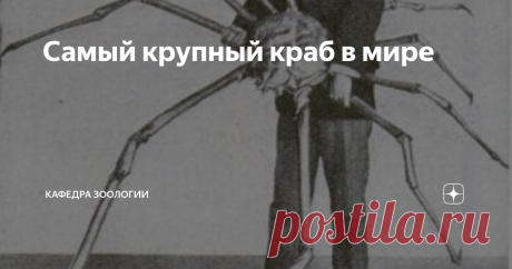 Самый крупный краб в мире Более того, это животное можно считать крупнейшим современным членистоногим. Размах ног этого краба в вытянутом состоянии может достигать 3,8 метра, а длина панциря достигает 40 см! Масса этого краба достигает 19 кг. Его внешний вид отражен в названии - японский краб-паук (Macrocheira kaempferi). Панцирь этого краба окрашен в оранжевый или светло-коричневый цвет. он имеет форму груши и покрыт буграми и шипами. Крабы имеют интересную особенность по...