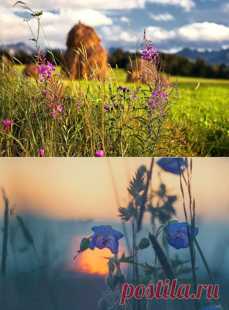 Листаем народный календарь: конец июня - начало июля / календарь садовода-огородника / 7dach.ru