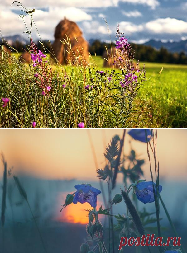 Листаем народный календарь: конец июня - начало июля / календарь садовода-огородника / 7dach.ru