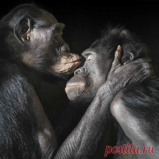 Фотограф Тим Флеч (Tim Flach) и его фотографии животных
