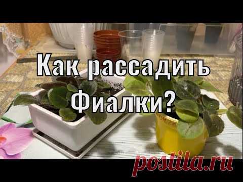 Как рассадить Фиалки? Правила для всех стадий развития)