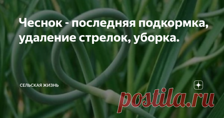 Чеснок - последняя подкормка, удаление стрелок, уборка. С середины июня  начинается формирование головки чеснока и наращивание её массы. Соответственно растение нуждается в дополнительном питании. Сроки внесения удобрений для ярового и озимого чеснока примерно одинаковы, но стоит учитывать, что озимая культура созревает раньше. Поэтому нужно придерживаться не только сроков, но также обращать внимание на то, как развиваются растение. Если удобрения будут внесены раньше срок...