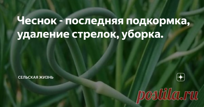 Чеснок - последняя подкормка, удаление стрелок, уборка. С середины июня  начинается формирование головки чеснока и наращивание её массы. Соответственно растение нуждается в дополнительном питании. Сроки внесения удобрений для ярового и озимого чеснока примерно одинаковы, но стоит учитывать, что озимая культура созревает раньше. Поэтому нужно придерживаться не только сроков, но также обращать внимание на то, как развиваются растение. Если удобрения будут внесены раньше срок...