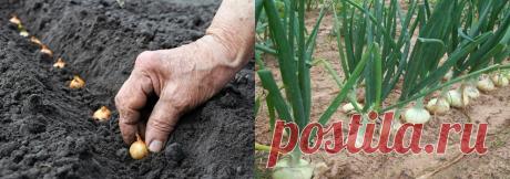 Посадка лука под зиму ? после чего можно сажать - Дом