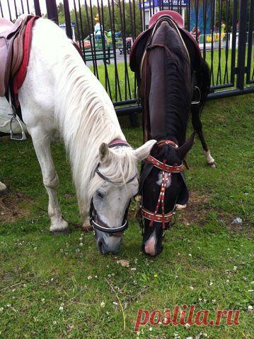 Вероника Решетникова(Кучеренко)
51 год, Россия, Лангепас