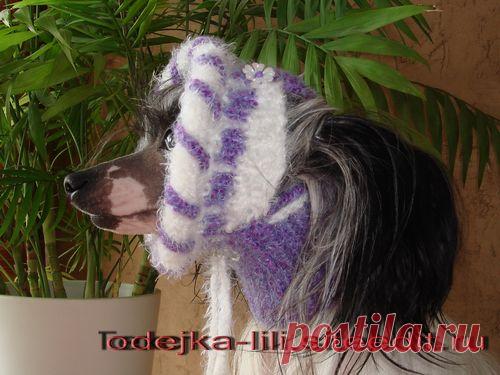 Вязанная шапка для собак