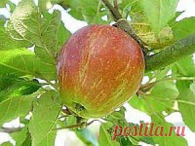 Рецепт моченых яблок с черной смородиной | Банк кулинарных рецептов