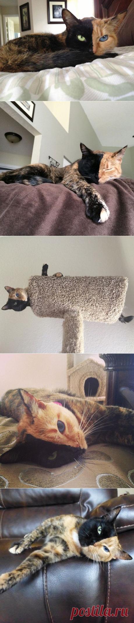 Знакомьтесь, это Венера — кошка с двумя лицами