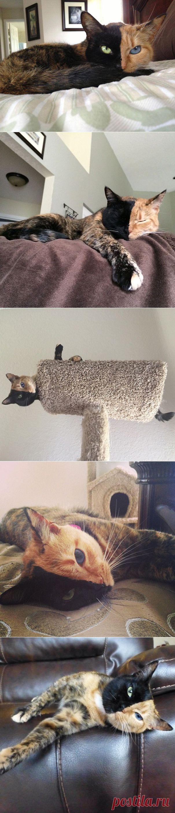 Знакомьтесь, это Венера — кошка с двумя лицами