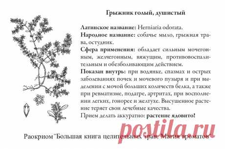Грыжник голый, душистый
