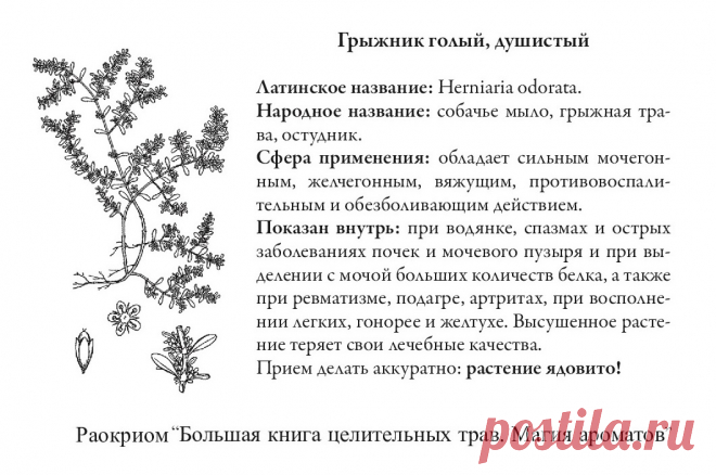 Грыжник голый, душистый