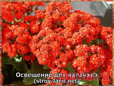 Каланхоэ — уход в домашних условиях