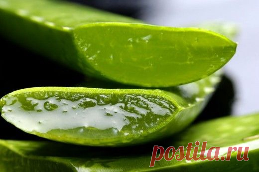 Растение бессмертия – невероятные свойства зеленого целителя