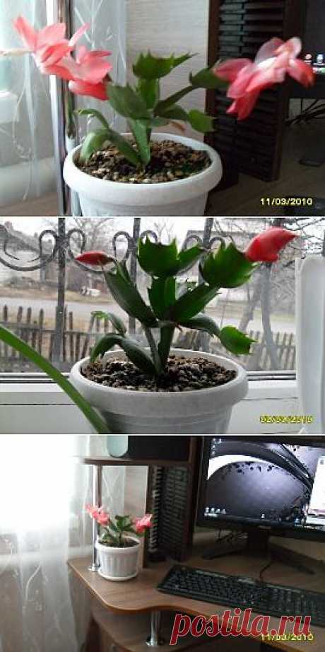 Мой зигокактус