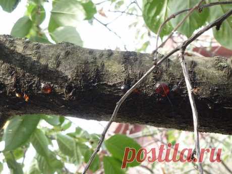 Черешня, борьба с врагами и болезнями