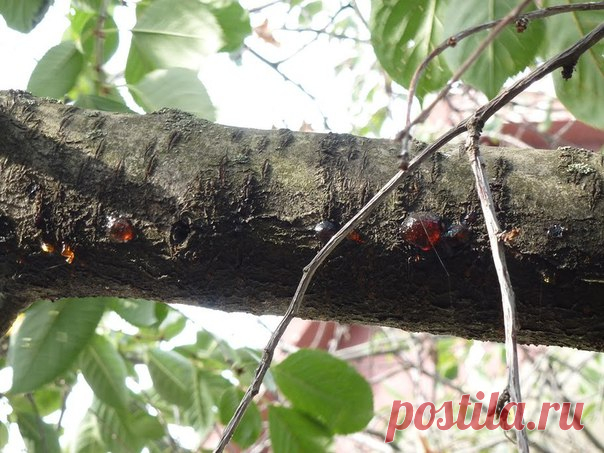 Черешня, борьба с врагами и болезнями