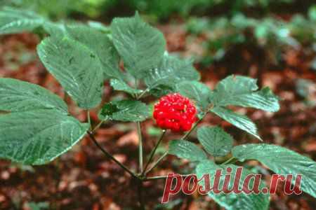 7 натуральных продуктов при лечении сахарного диабета » 7 MEDNEWS.RU