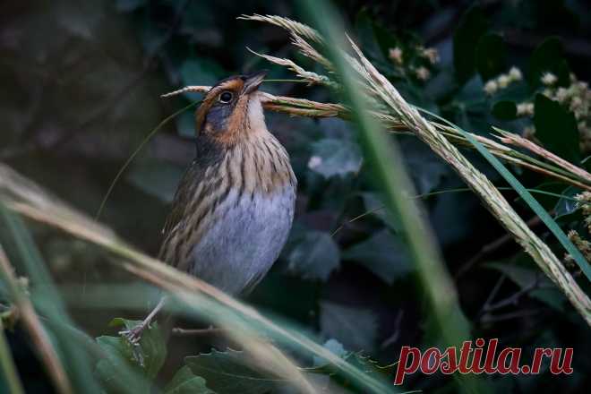 new york sparrow - Qwant Search