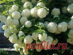 Декоративная калина Бульденеж или просто красавица - Садоводка