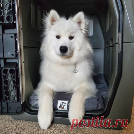 Самоеды Перегрузка