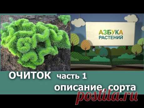Что такое Очитки - описание и сорта (ч.1) Азбука растений