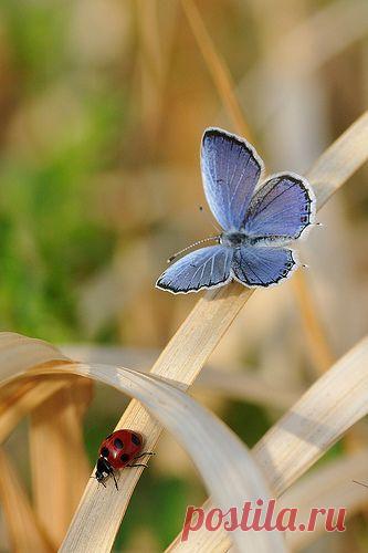 Найдено на сайте tinywhitedaisies.tumblr.com.