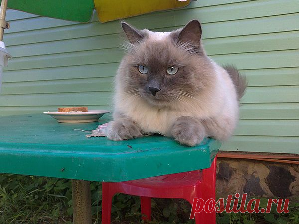 Василий на своей даче
