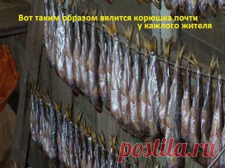 дальневосточные  &quot;семечки&quot;