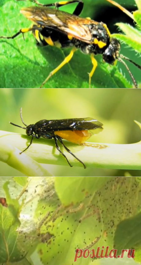 Жук пилильщик, как бороться с этим опасным вредителем?