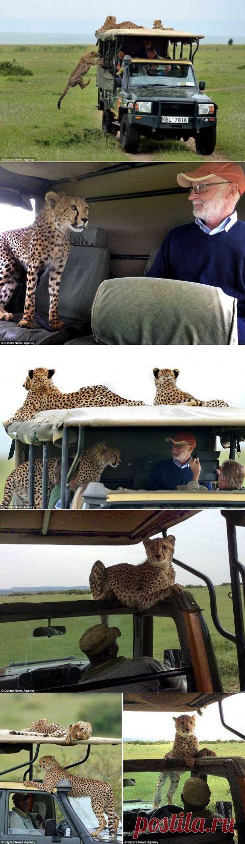 Тот самый неловкий момент, когда в джип запрыгнул гепард | Все о наших питомцах