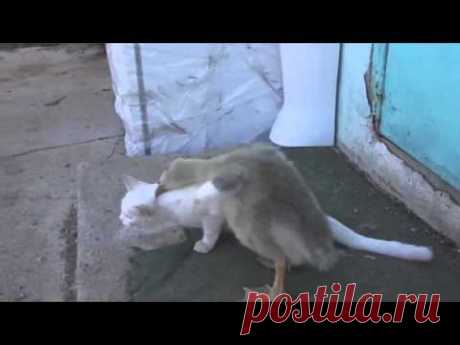 Обхохотаться можно - Duck and Cat play together