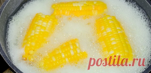 Лучший способ варки кукурузы | Делимся советами