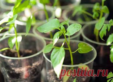 Выращивание рассады перца. Подготовка семян перца на рассаду. | Мое подворье